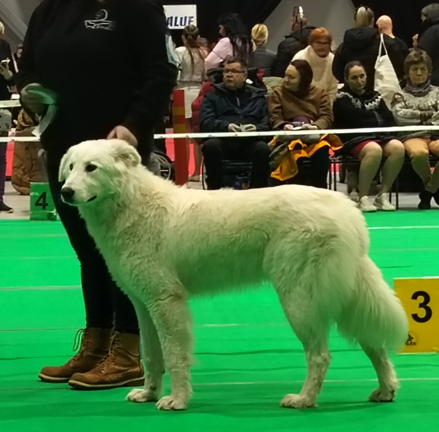 Armin viimeinen näyttely 12.1.2025. ERI, SA, SERT, JUN SERT, VSP, JUN VSP